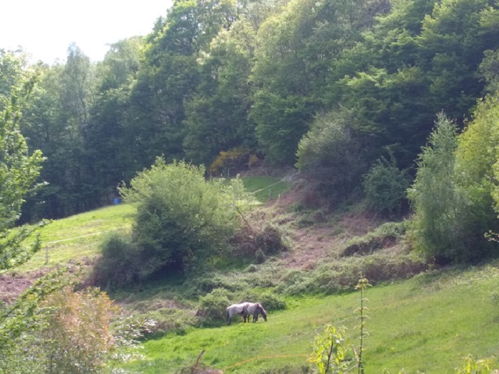 Yourte Morvan Insolite en Bourgogne